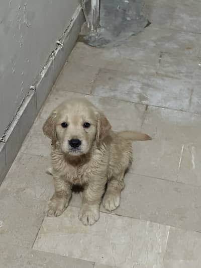 Golden Retriever For Sell
