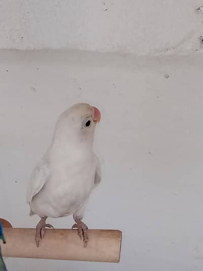 love birds