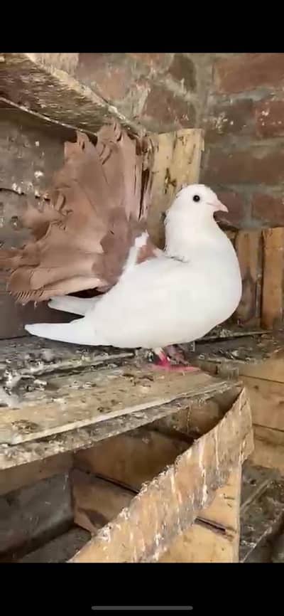 breeder pigeons lakka fantail brown fantail shirazi