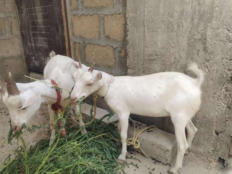 Tapra bakra pair — photo 2