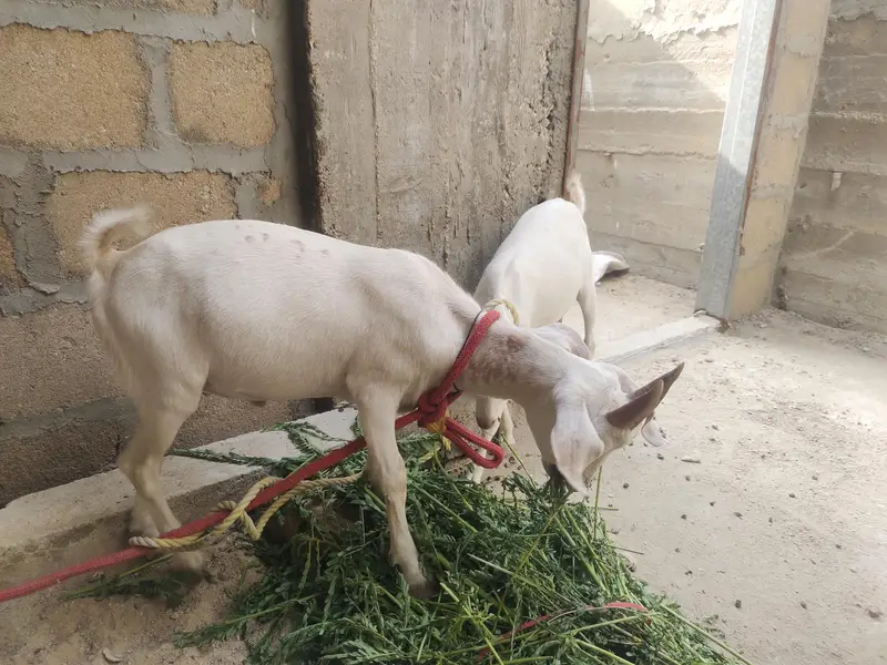 Tapra bakra pair — photo 3