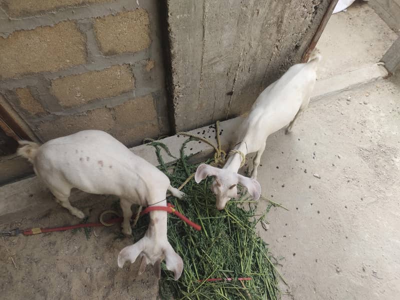 Tapra bakra pair 3