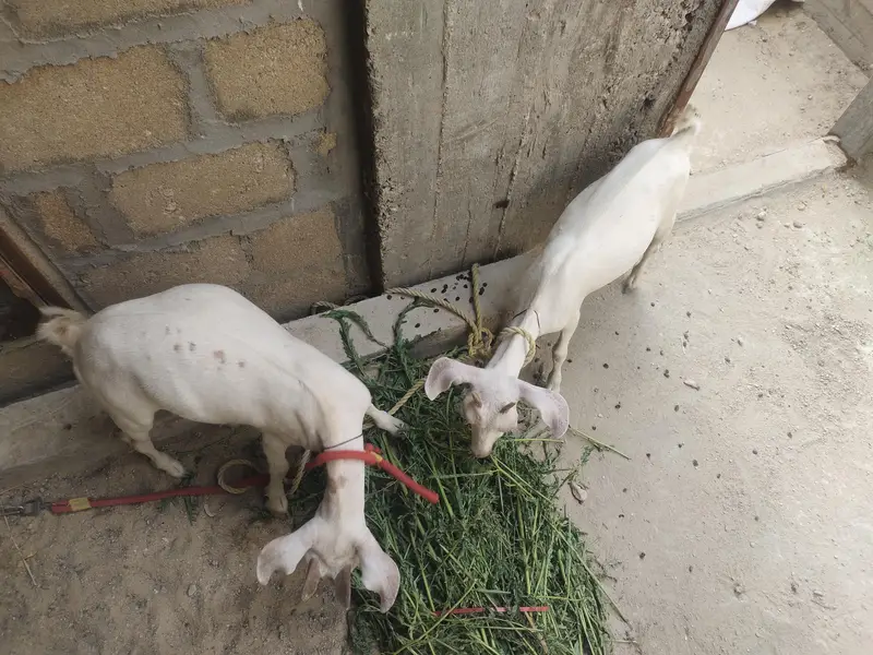 Tapra bakra pair — photo 4