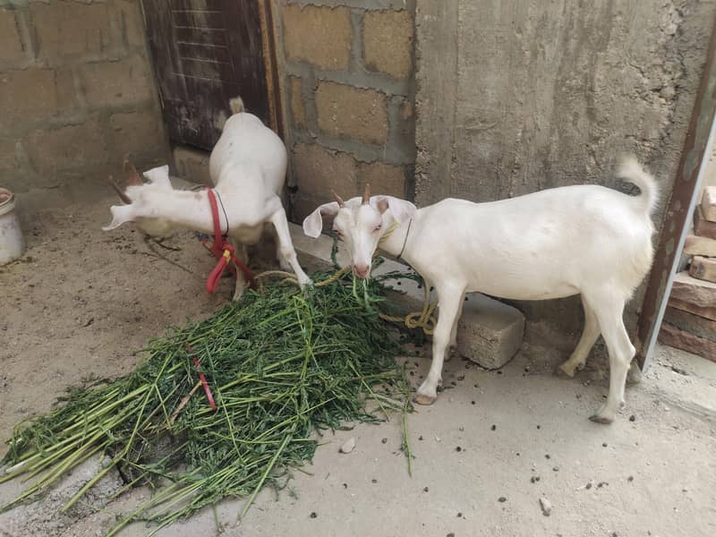 Tapra bakra pair 4