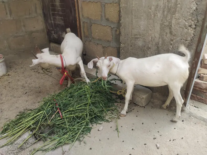 Tapra bakra pair — photo 5