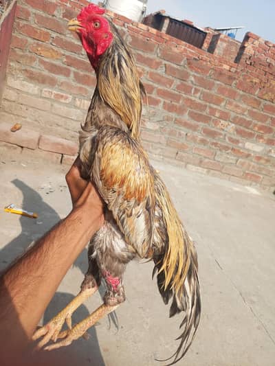 03271683833 healthy and active Bird contact my WhatsApp number