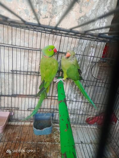 Ringnet pair full breeder