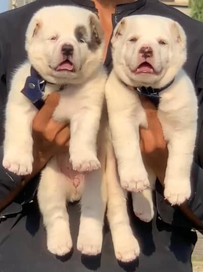 king alibai full security dog pair 2 mohtn for sale