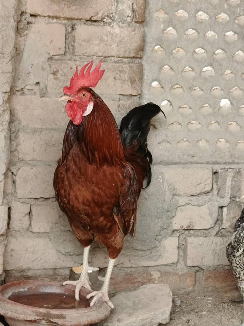 pair available 2