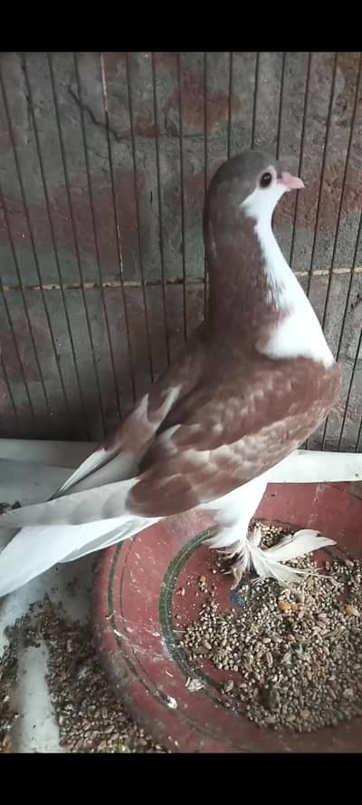 red sharazi or black sharazi bachy