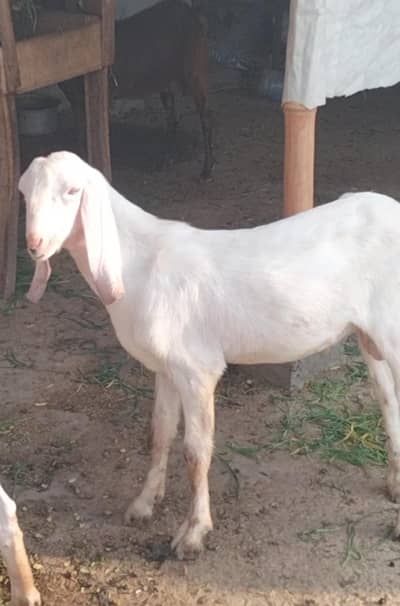 Rajanpuri desi Bakra Ghulabi 5month 03324262191