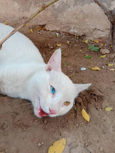 White Vaccinated Male Persian Cat