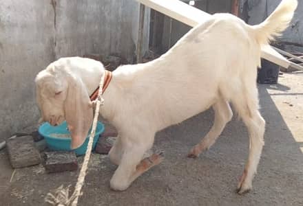 Rajanpuri Ghulabi Bakra 03324262191