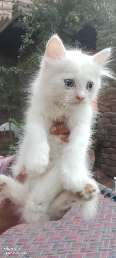 Persian blue eyes beautiful male kitten 