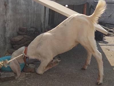 Desi rajanpuri Bakra 03324262191
