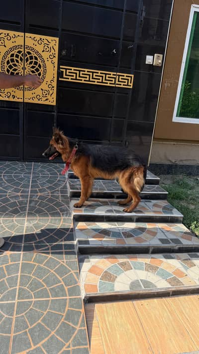 friendly dog