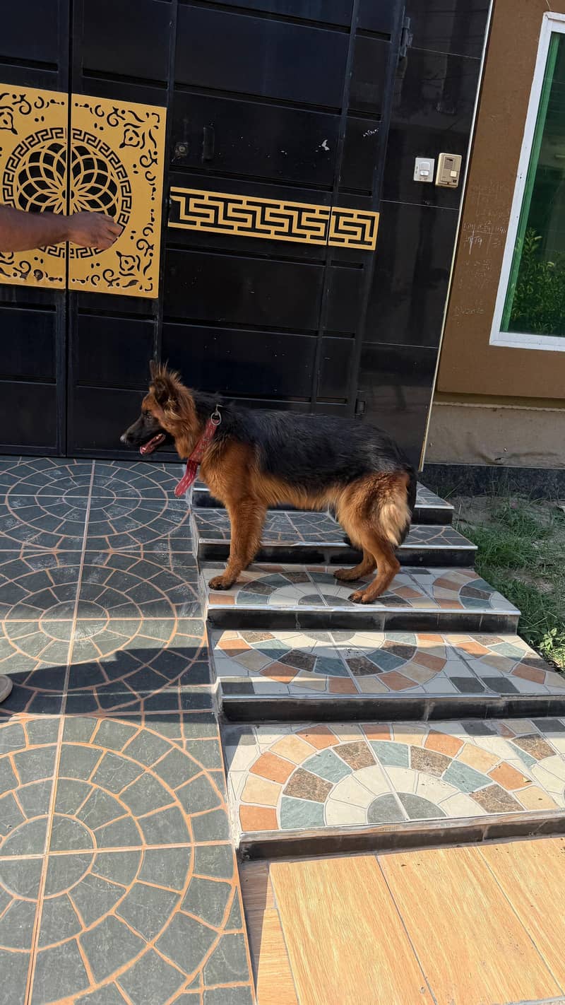 friendly dog 0