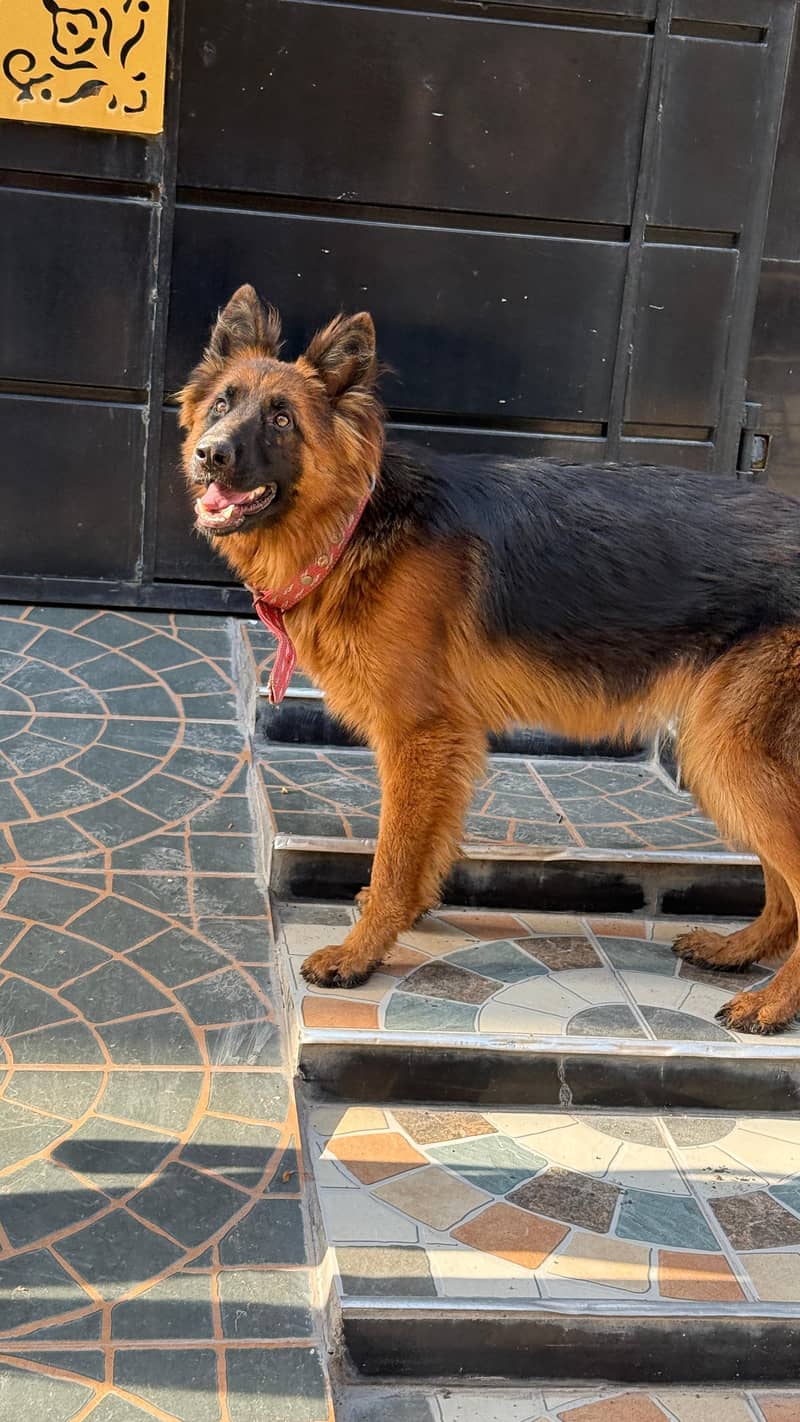 friendly dog 1