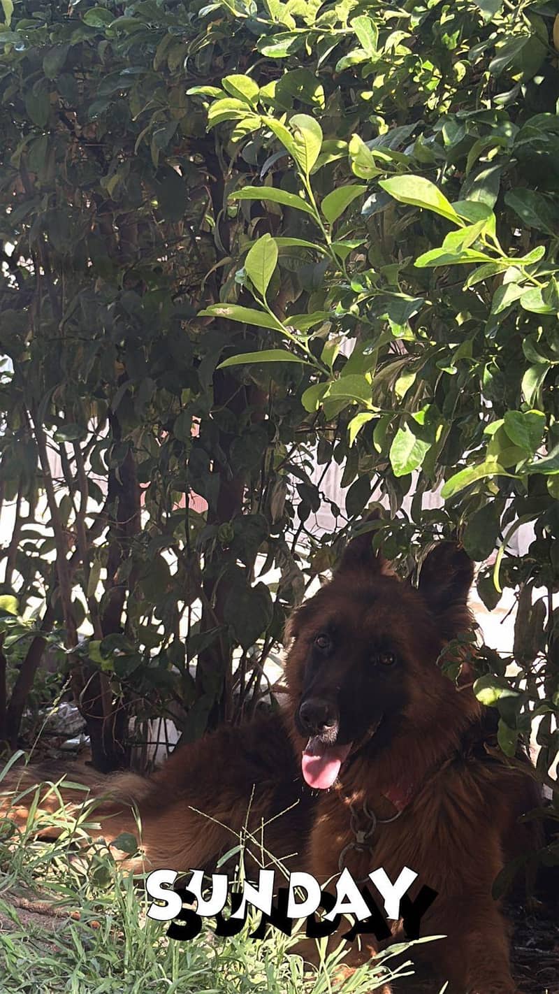 friendly dog 3