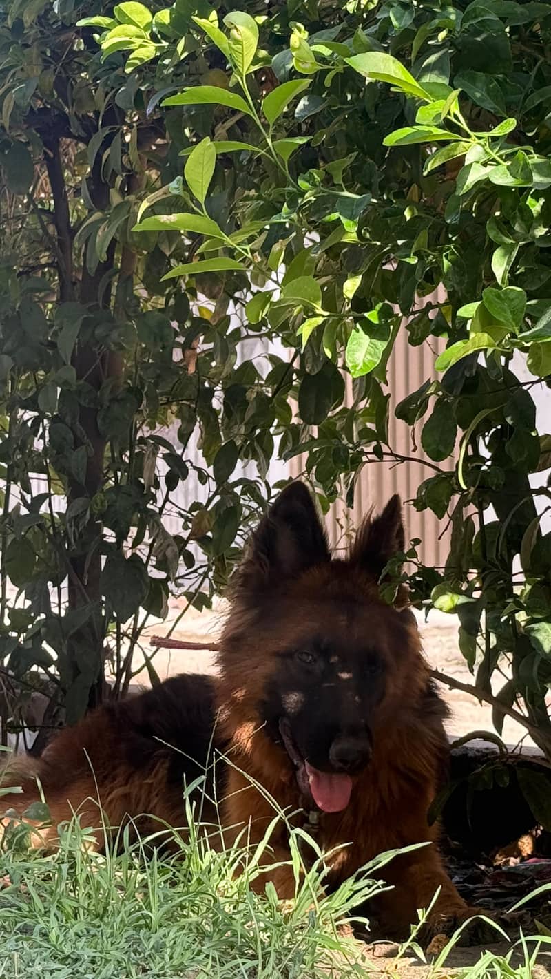 friendly dog 4