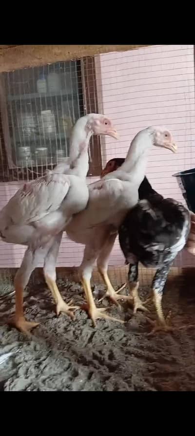 king Size shamo chicks trio set what's app O3287111164