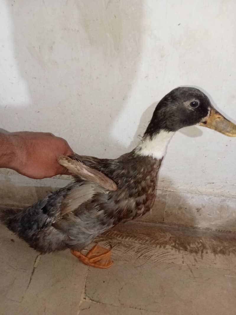 duck pair 1