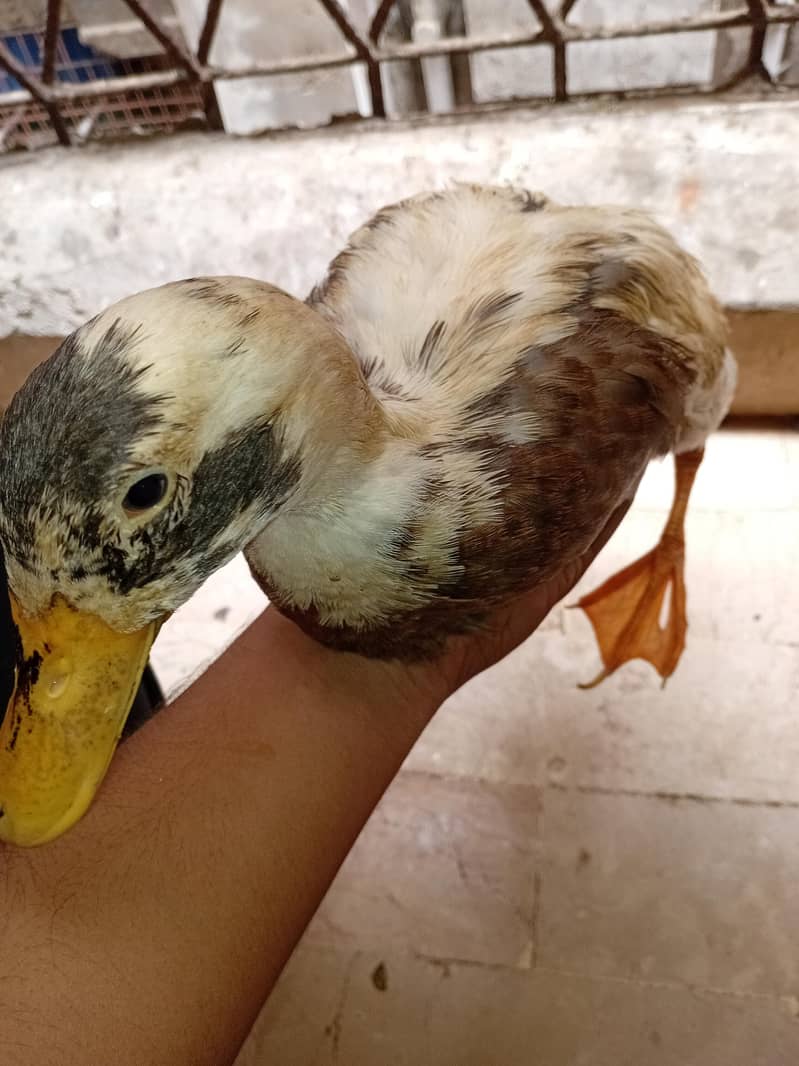 duck pair 2