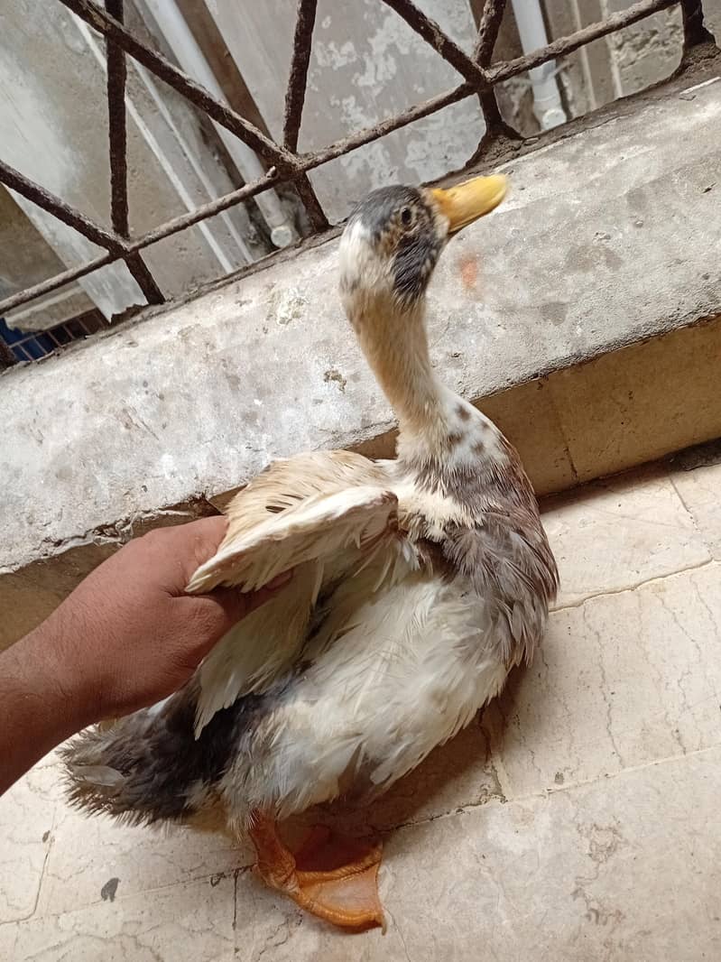 duck pair 3