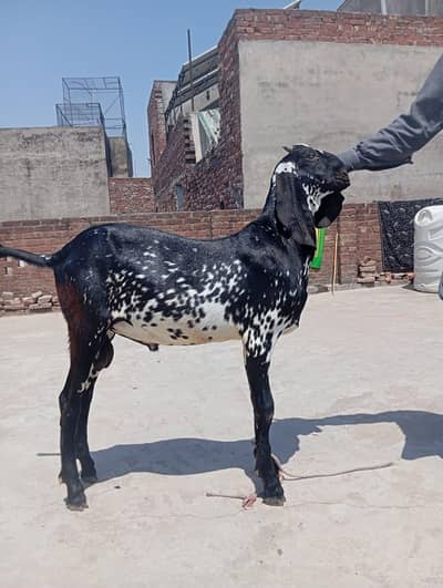 makhi china male female number 03294522441