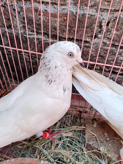pigeons sell pair