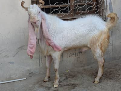 pure gulabi