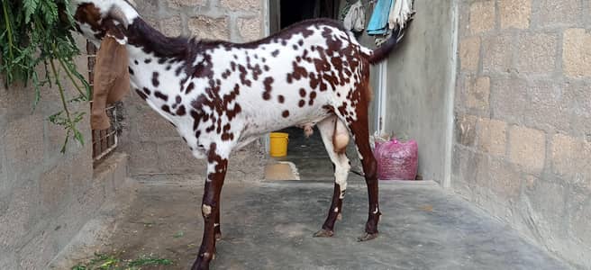 breeder Bakra for sale