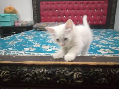 Persian kitten