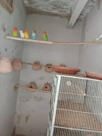 Love birds breeding pair for sale in low price