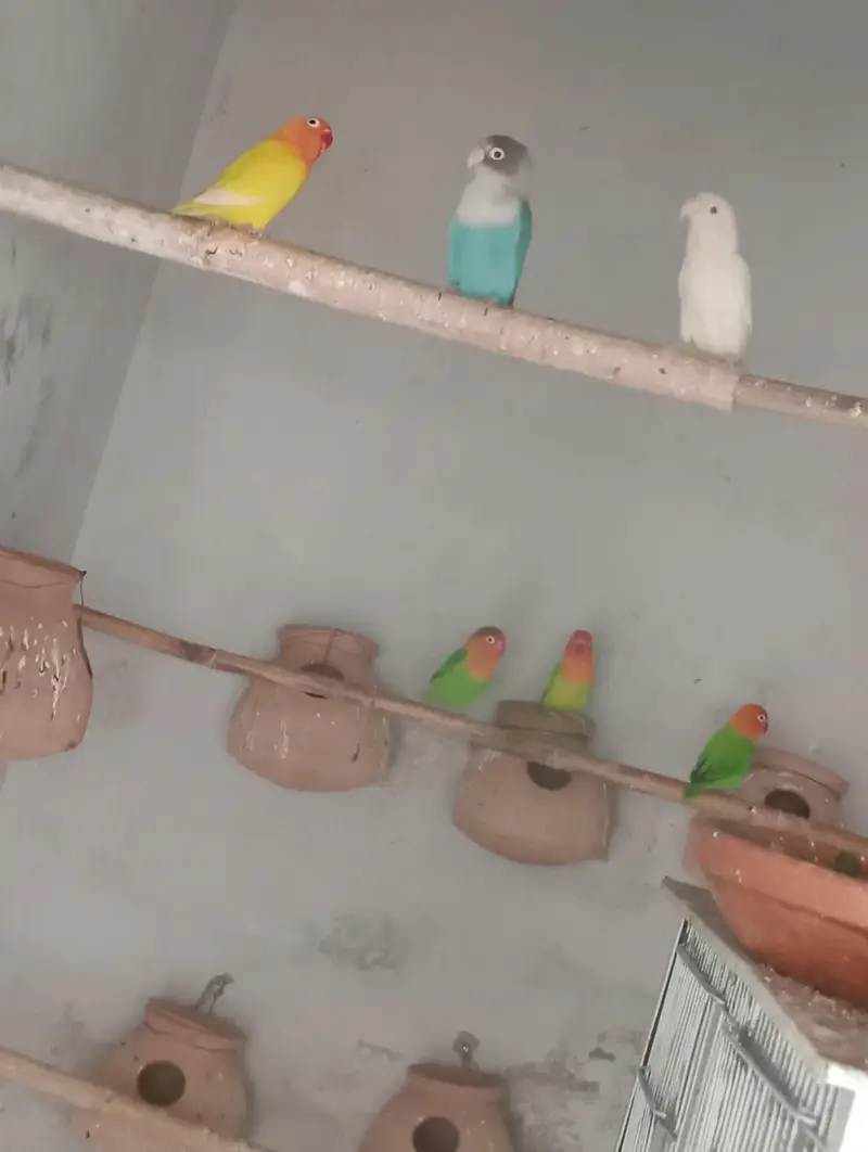 Love birds breeding pair for sale in low price — photo 2