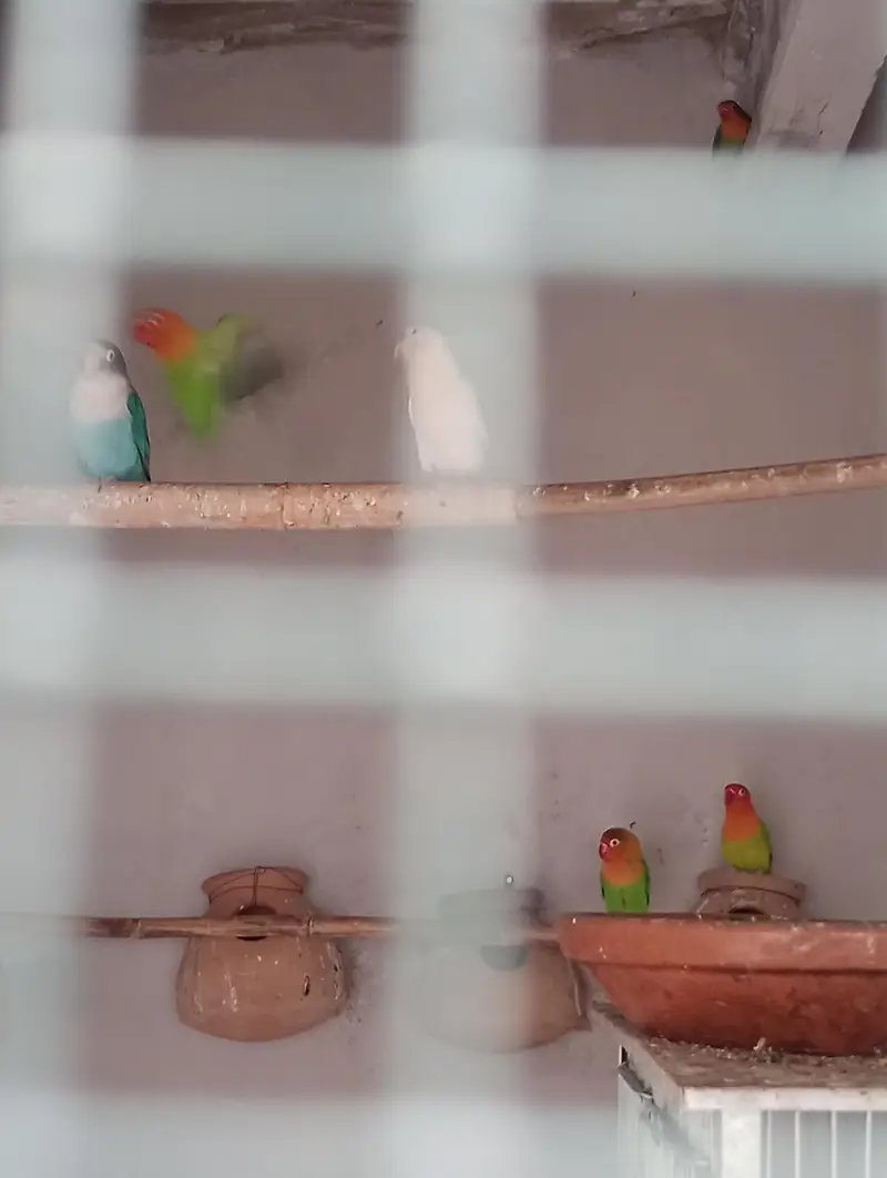Love birds breeding pair for sale in low price — photo 3