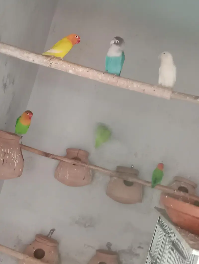 Love birds breeding pair for sale in low price — photo 4