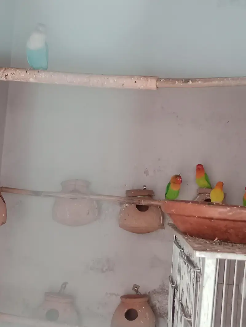 Love birds breeding pair for sale in low price — photo 5