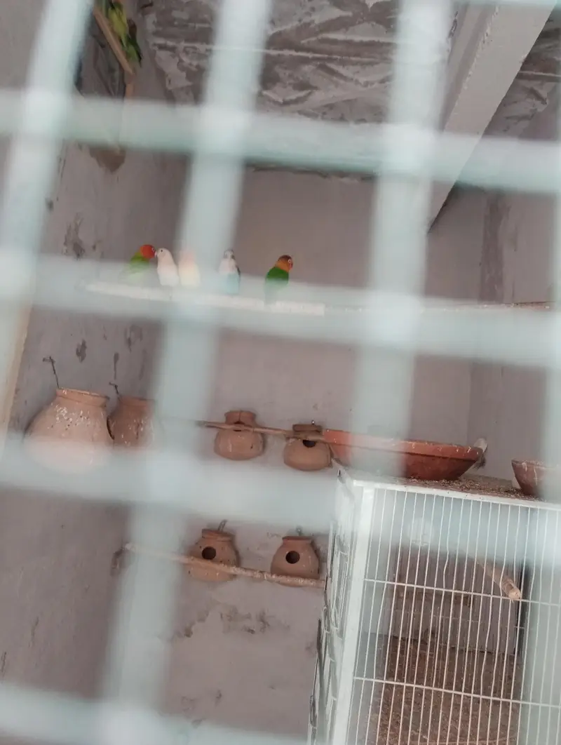 Love birds breeding pair for sale in low price — photo 6
