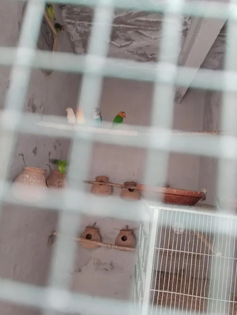 Love birds breeding pair for sale in low price — photo 7