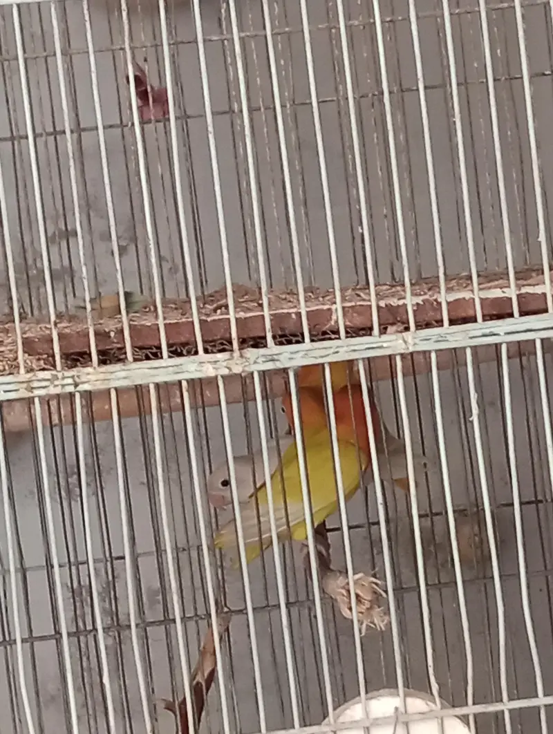 Love birds breeding pair for sale in low price — photo 8