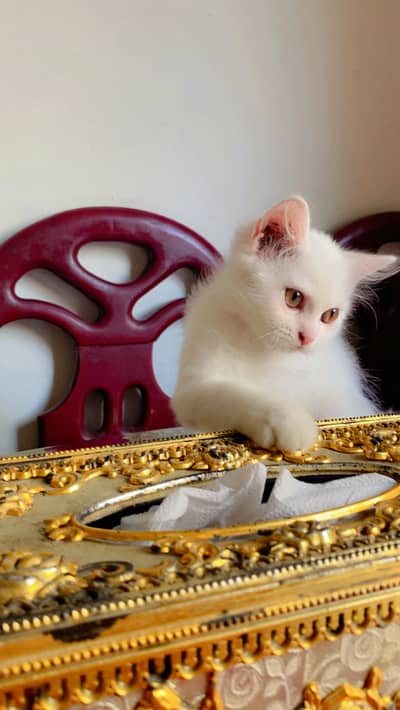 White Kitten Female 03021697965 WhatsApp Number