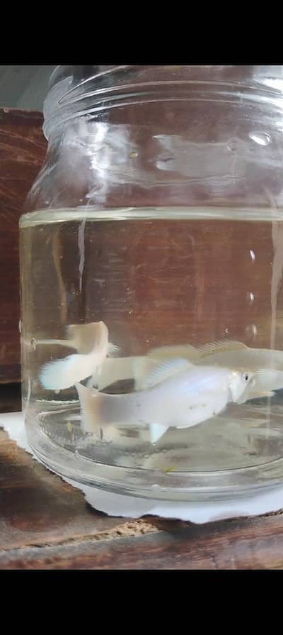 A+ mollies dry shrimps ,mix premium guppies and  plants for sale