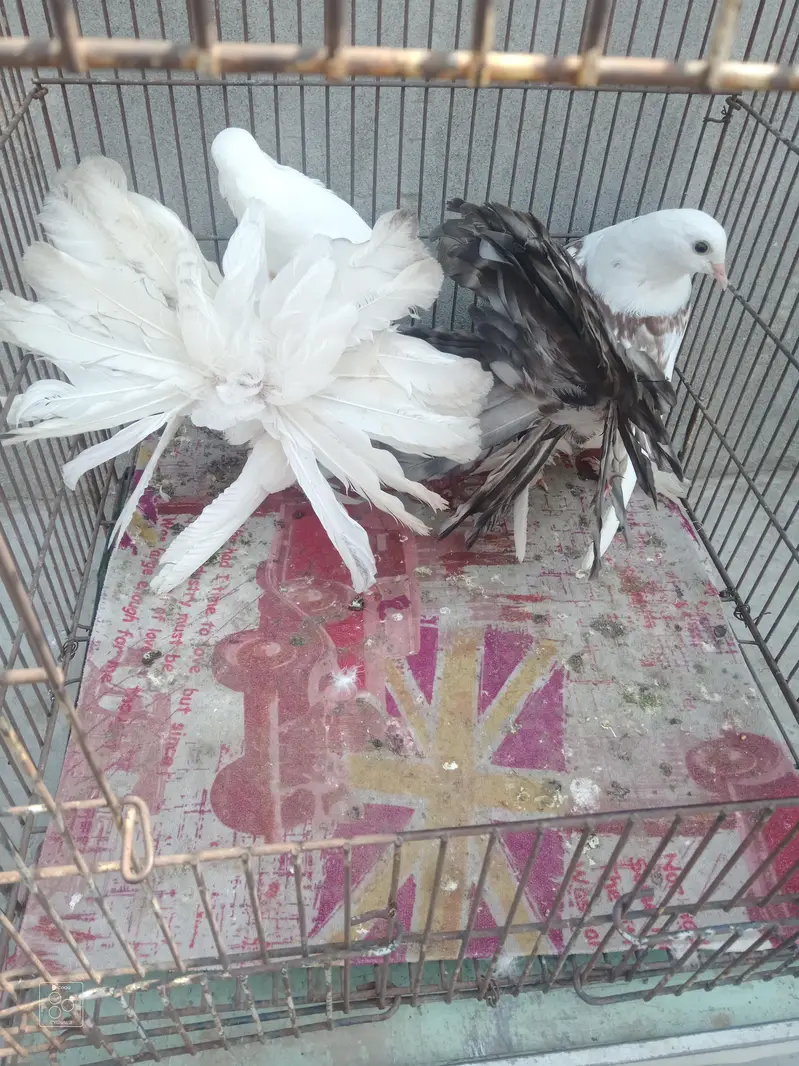 123 All pigeon for sale — photo 7