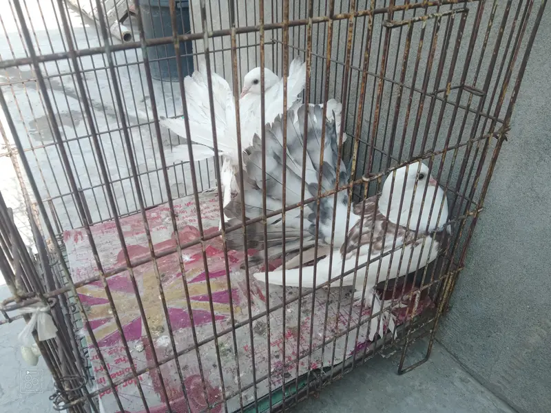 123 All pigeon for sale — photo 3