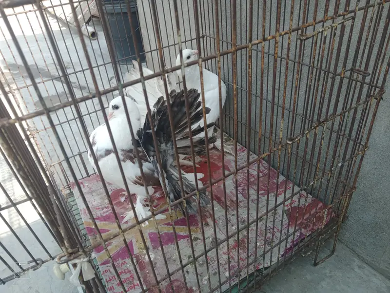 123 All pigeon for sale — photo 5
