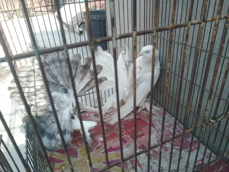 123 All pigeon for sale — photo 6