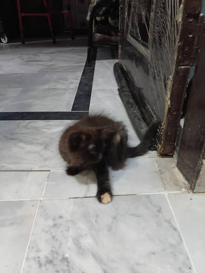persian kitten