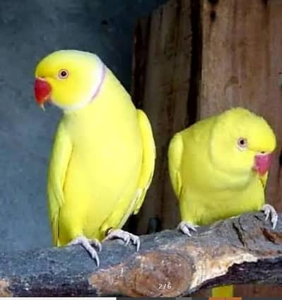 Beautiful Latino Love Birds Female.