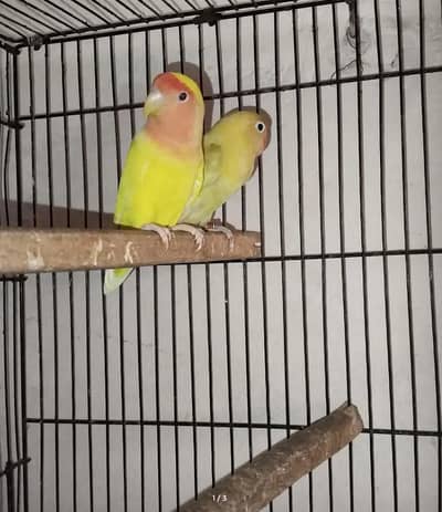Beautiful Latino Parsnata Love Birds Pair